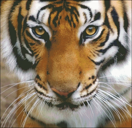 Tiger Stare